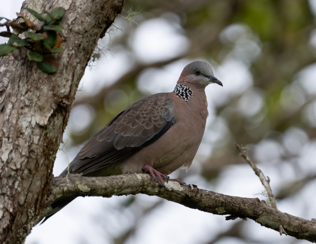 hrdlička kropenatá - ML639136614