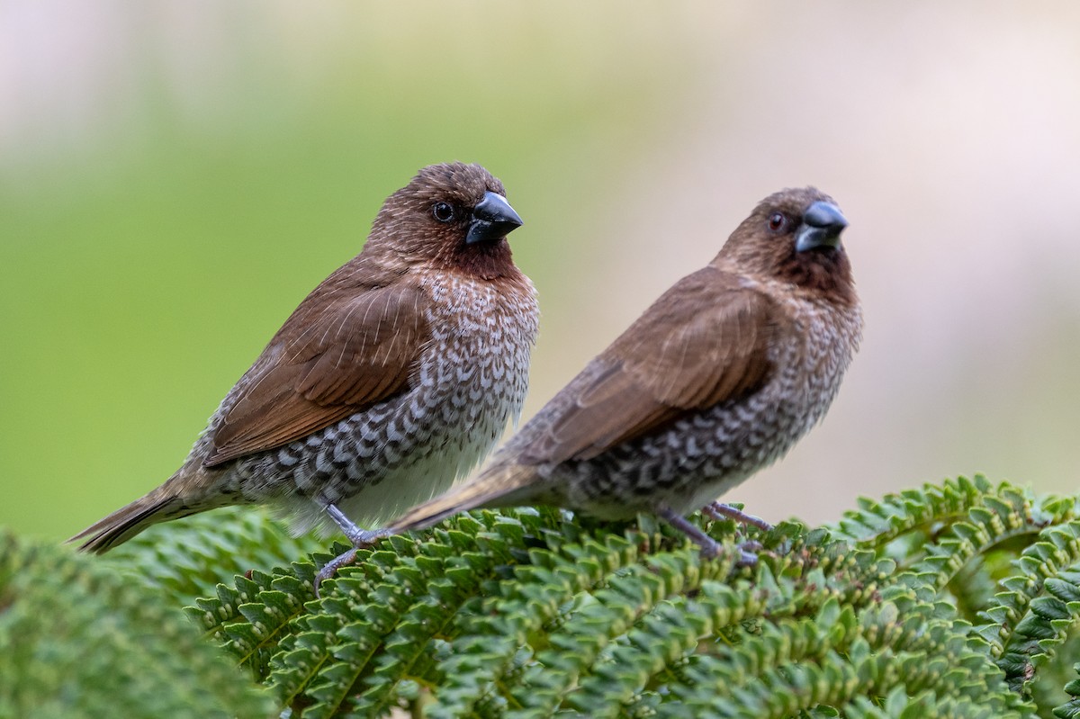 panenka muškátová - ML639136619