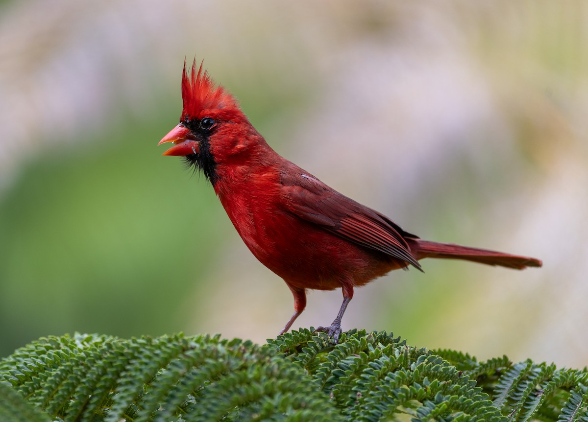 kardinál červený - ML639136621