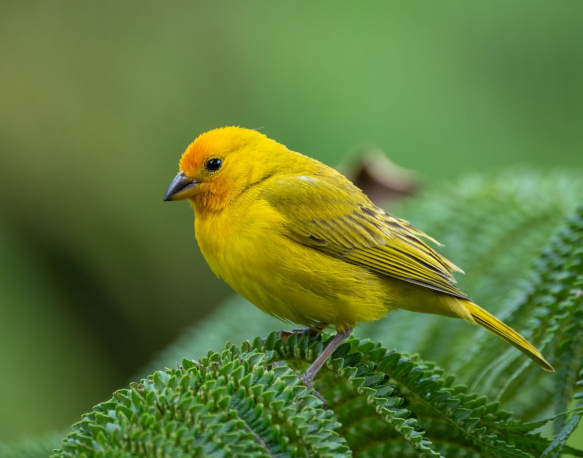 Saffron Finch - ML639136622