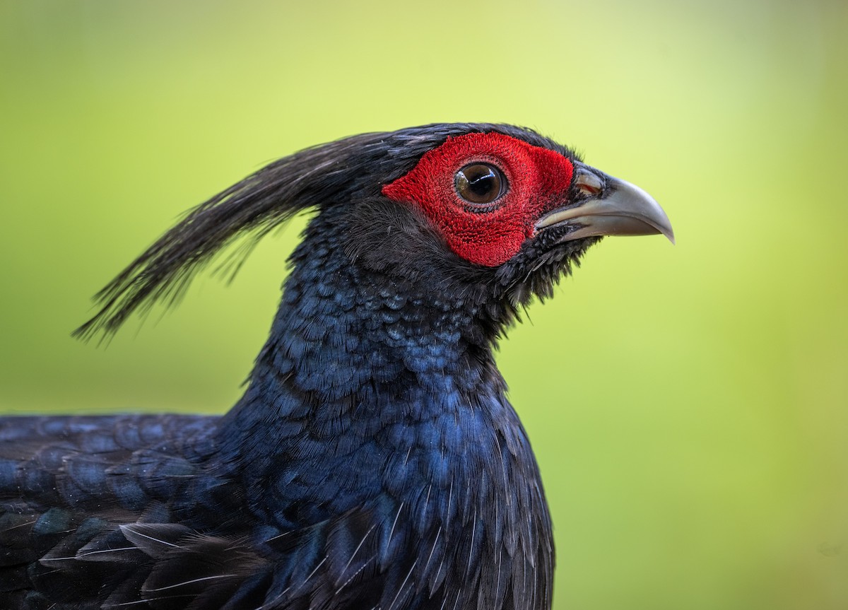 bažant tmavý - ML639136647