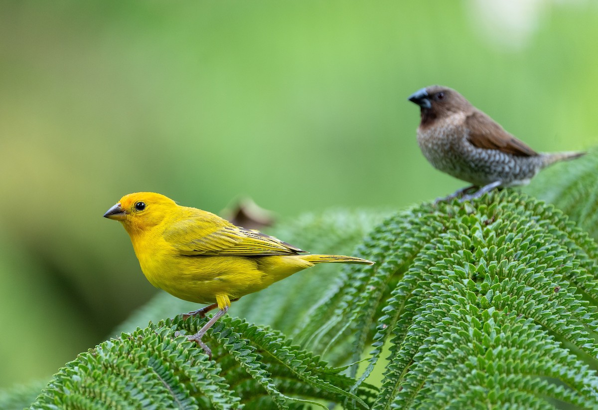 Saffron Finch - ML639136650