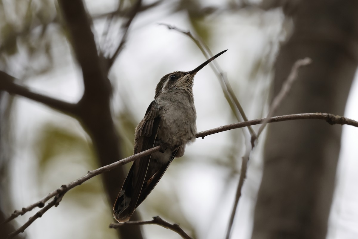 kolibřík blankytohrdlý - ML639136651