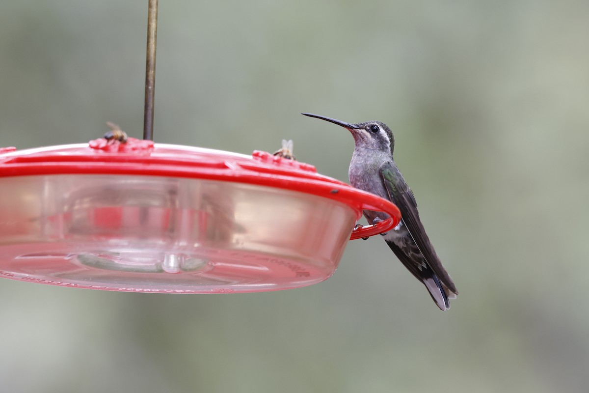 kolibřík blankytohrdlý - ML639136652