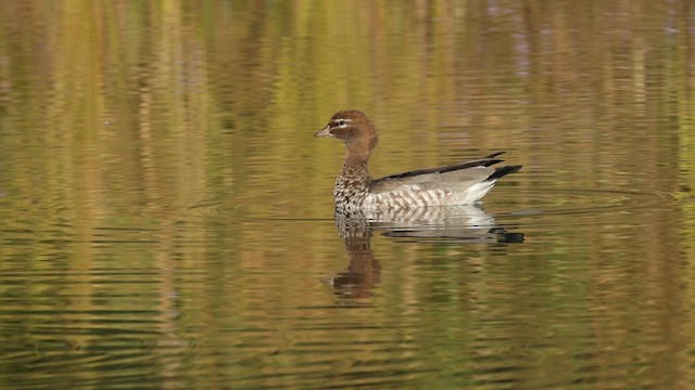 Maned Duck - ML639136679
