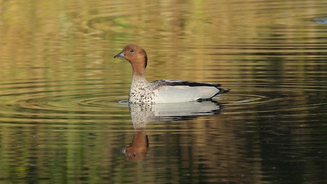 Maned Duck - ML639136680