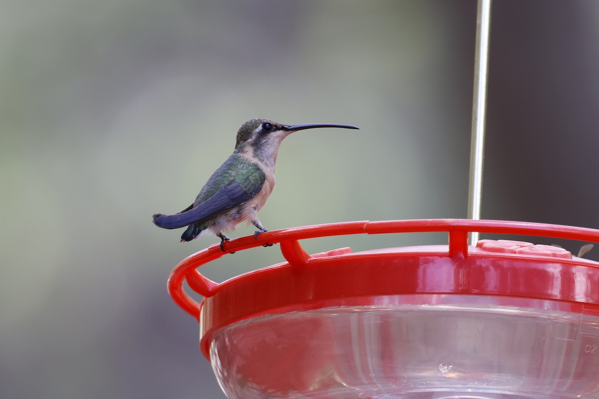 kalypta zelenoboká - ML639136693