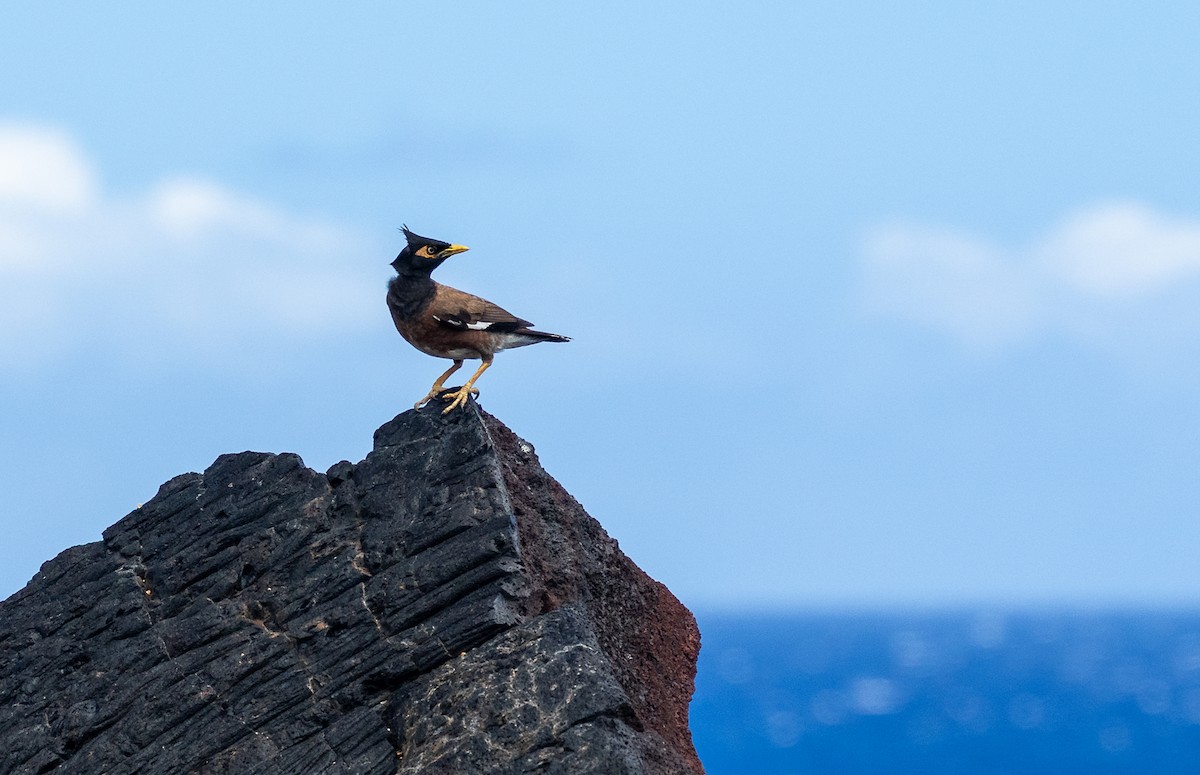 majna obecná - ML639136702