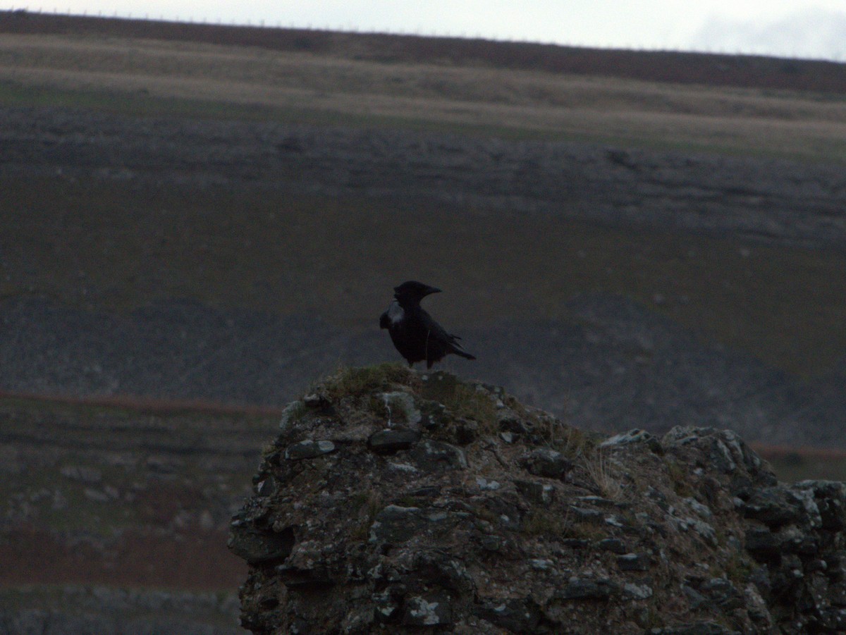 Хар хэрээ - ML639136744