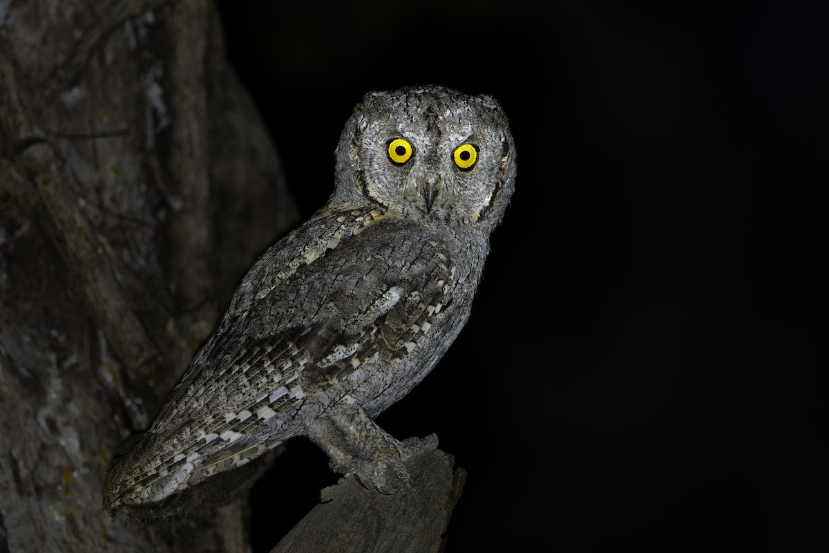 Eurasian Scops-Owl - ML639136752