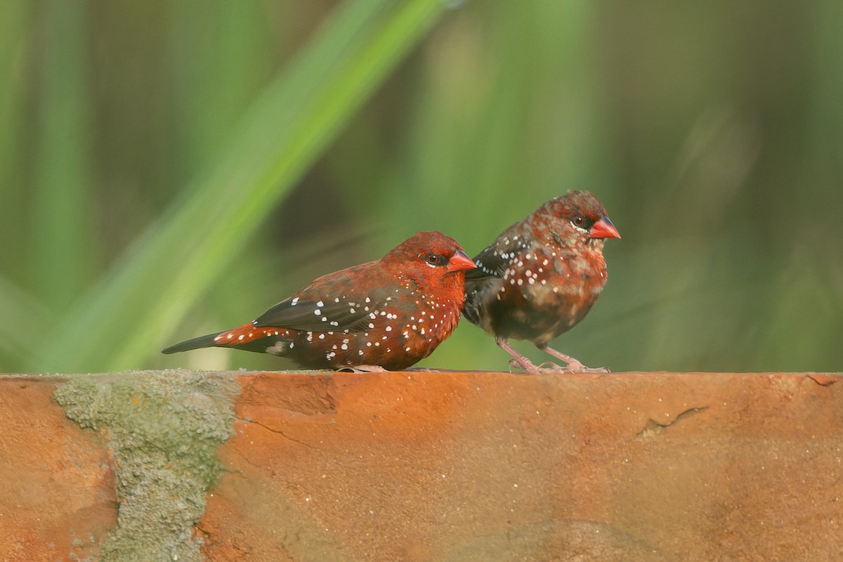 Red Avadavat - ML639136795