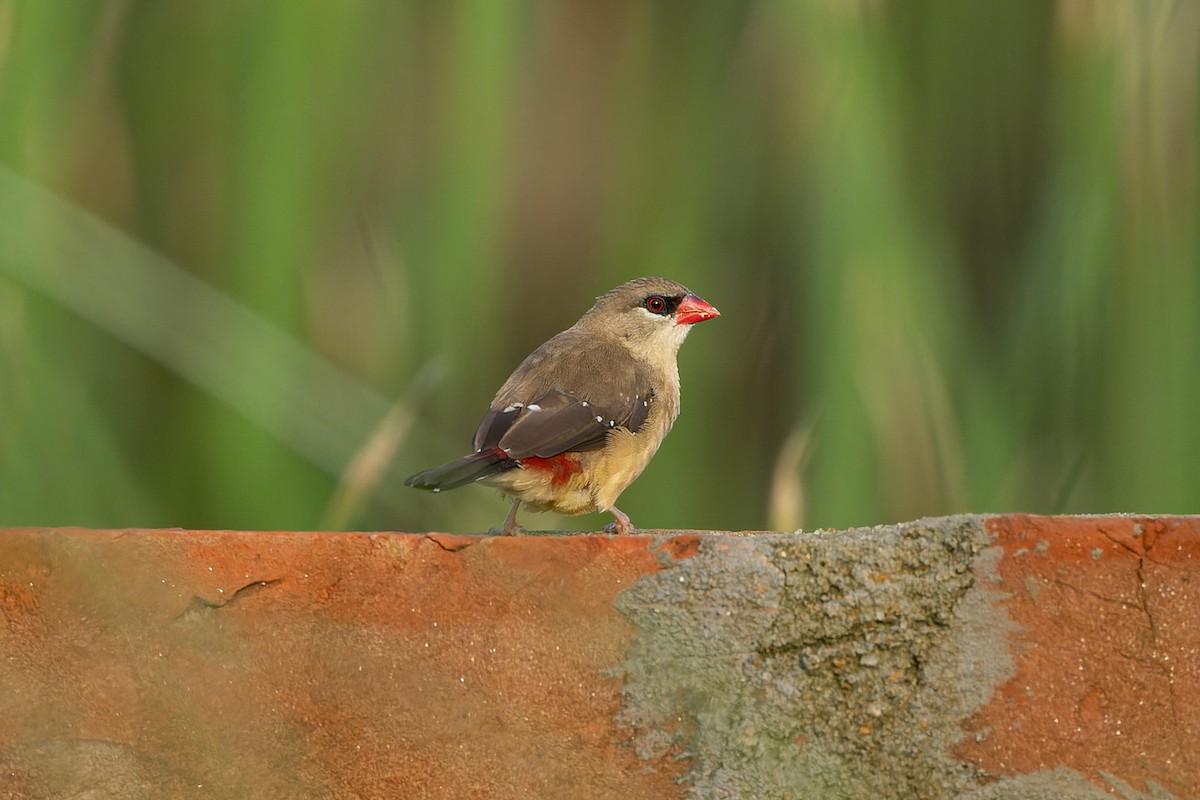 Red Avadavat - ML639136796