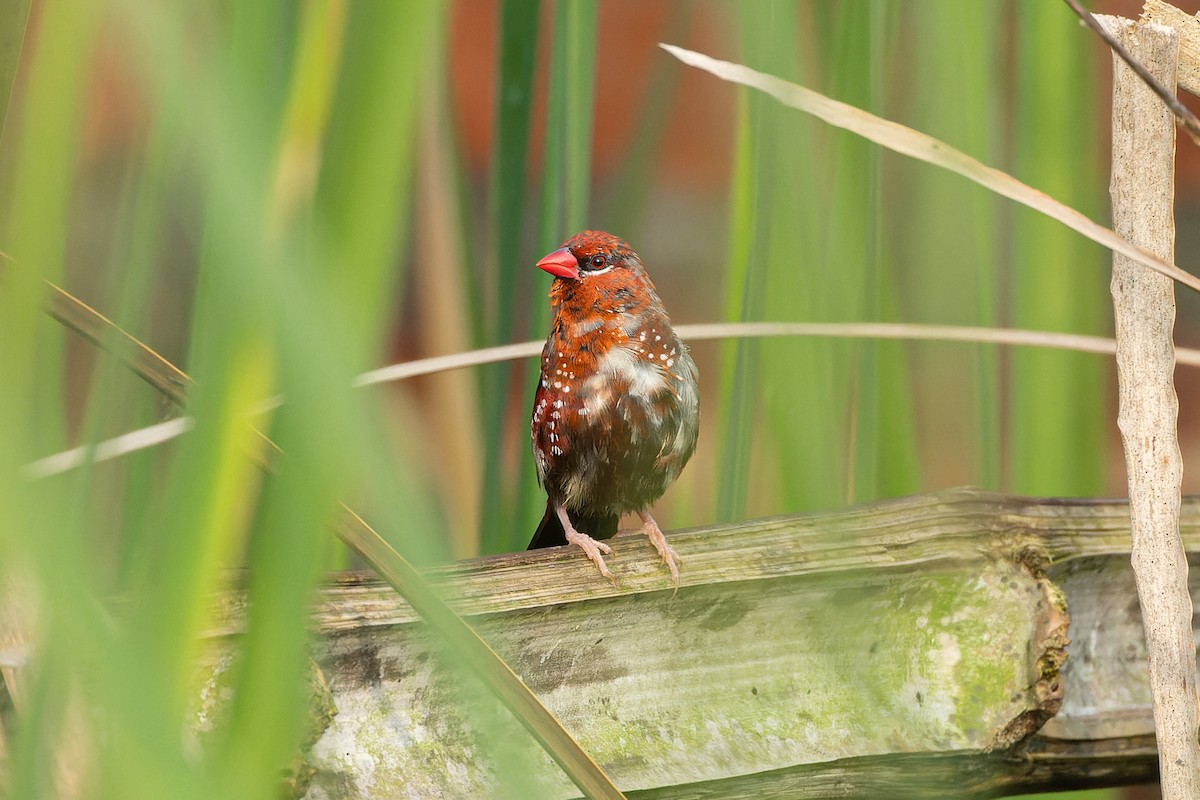 Red Avadavat - ML639136797