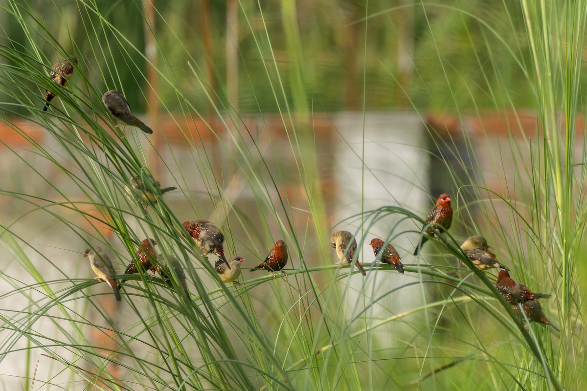 Red Avadavat - ML639136799