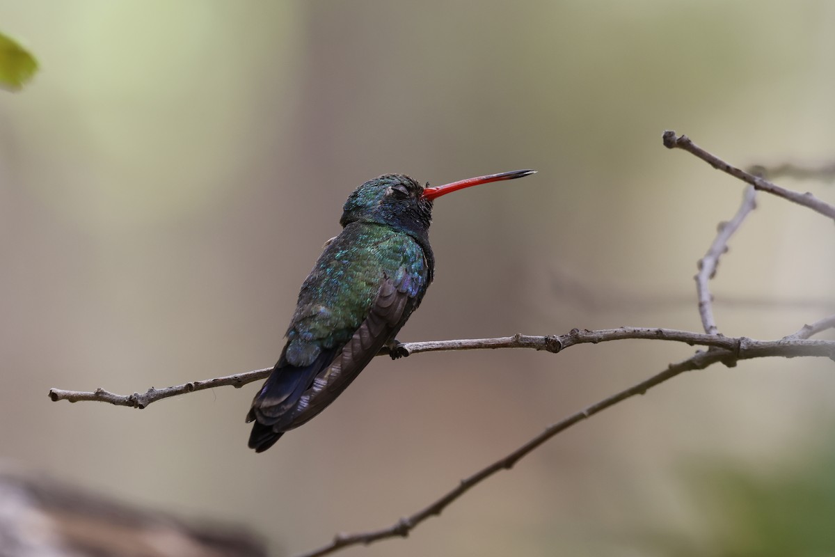 kolibřík širokozobý - ML639136818