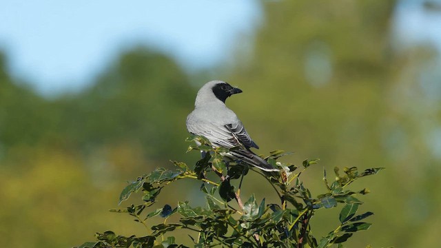 Black-faced Cuckooshrike - ML639136822