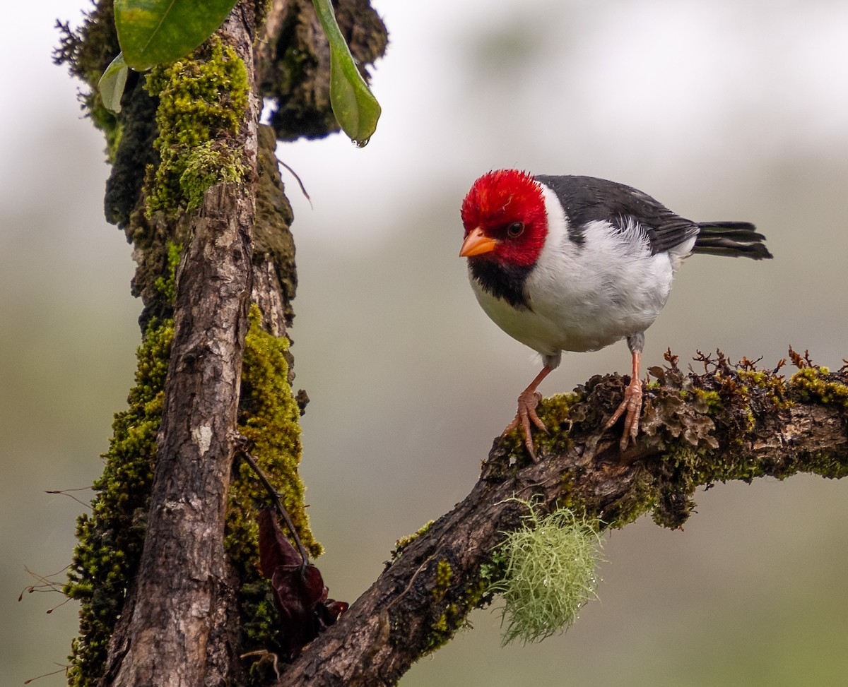 Yellow-billed Cardinal - ML639136859