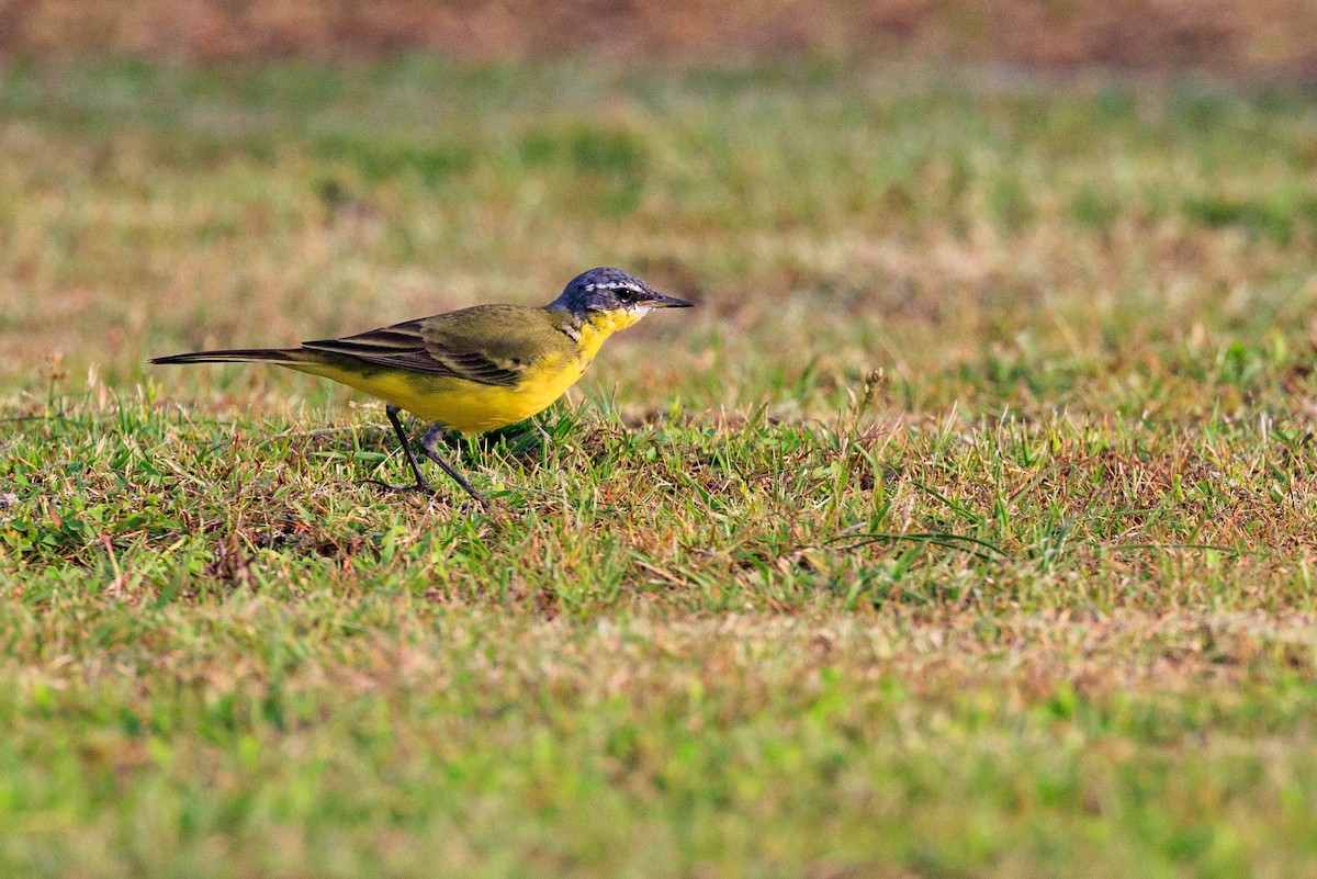Eastern Yellow Wagtail - ML639136880