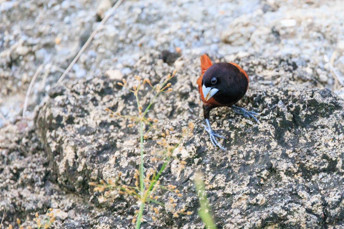 Chestnut Munia - ML639136906