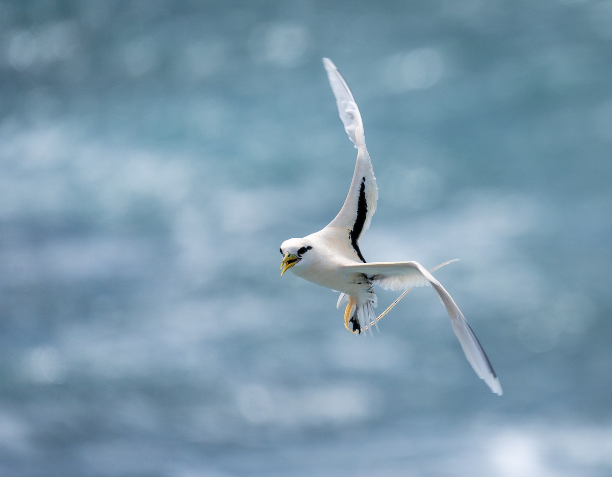 faeton pruhokřídlý - ML639137083