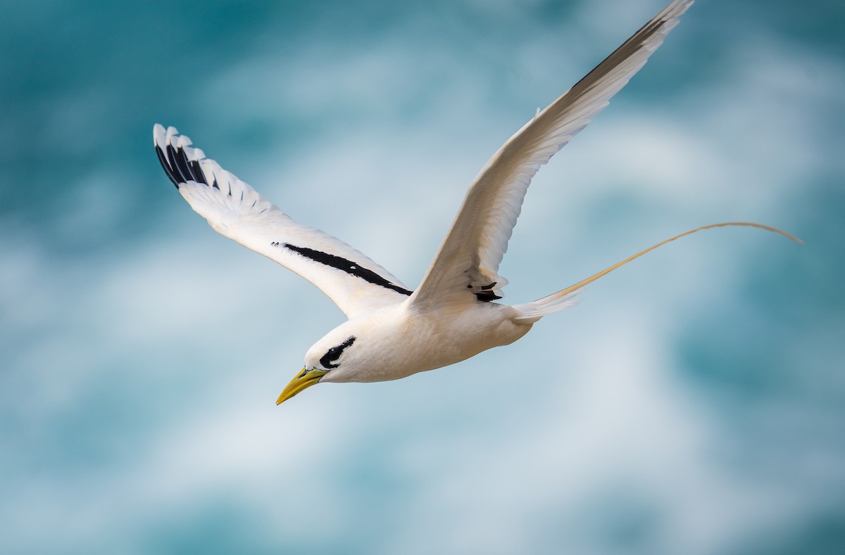 faeton pruhokřídlý - ML639137084