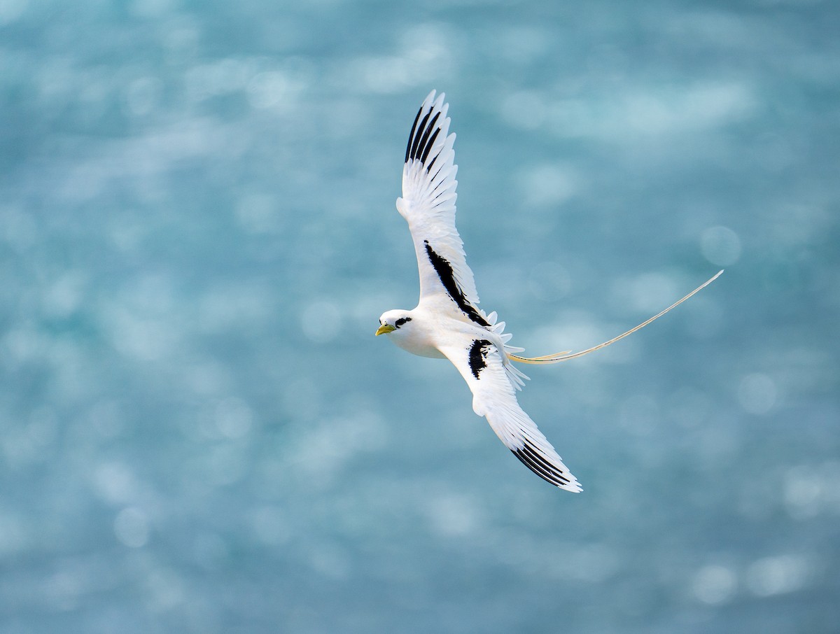 faeton pruhokřídlý - ML639137085