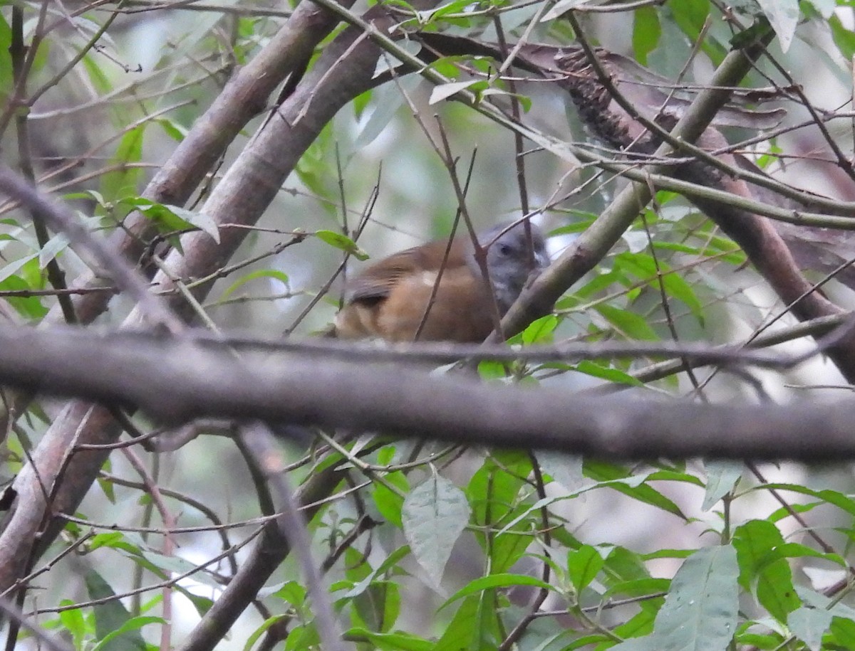 Olive Whistler - ML639137116