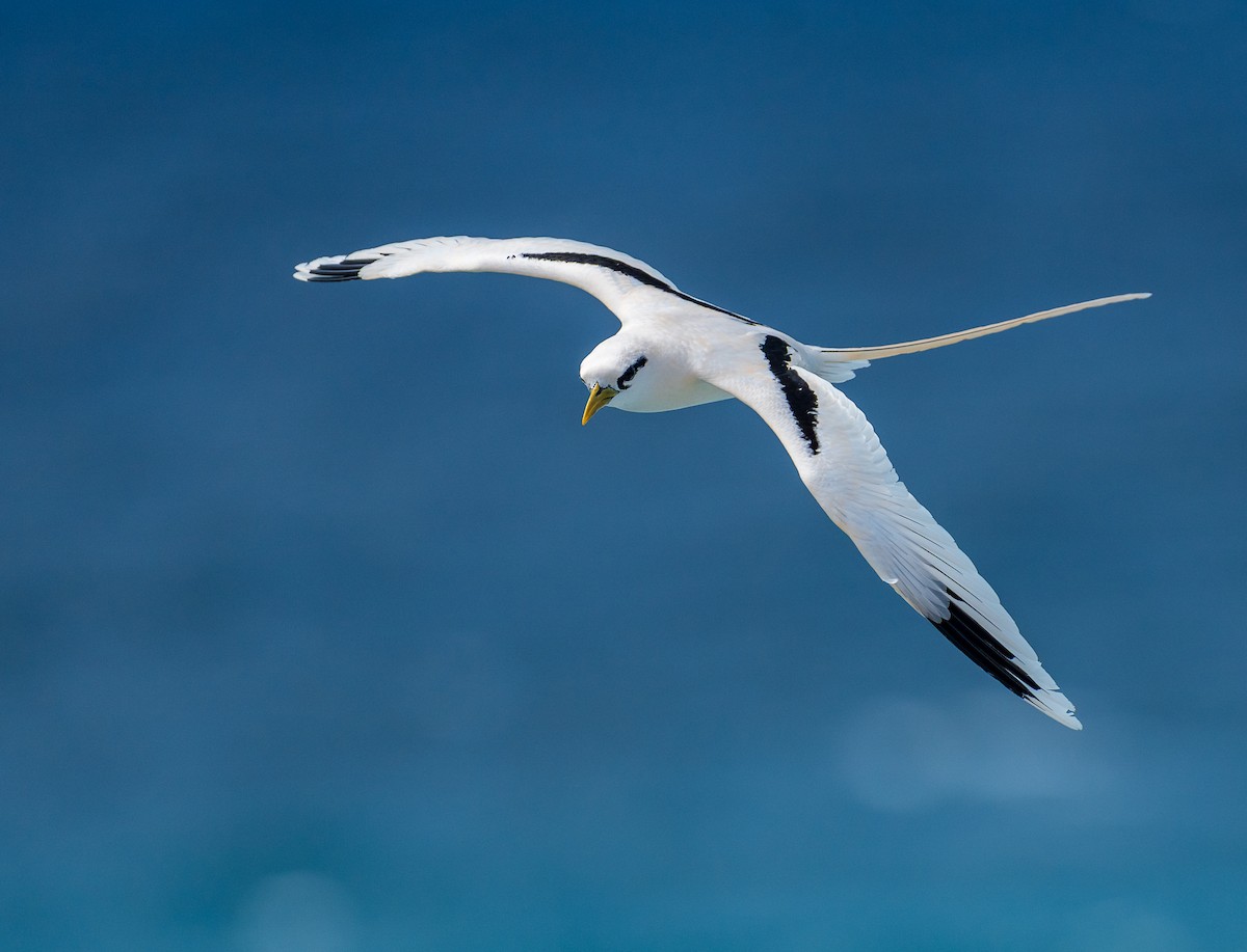 faeton pruhokřídlý - ML639137123