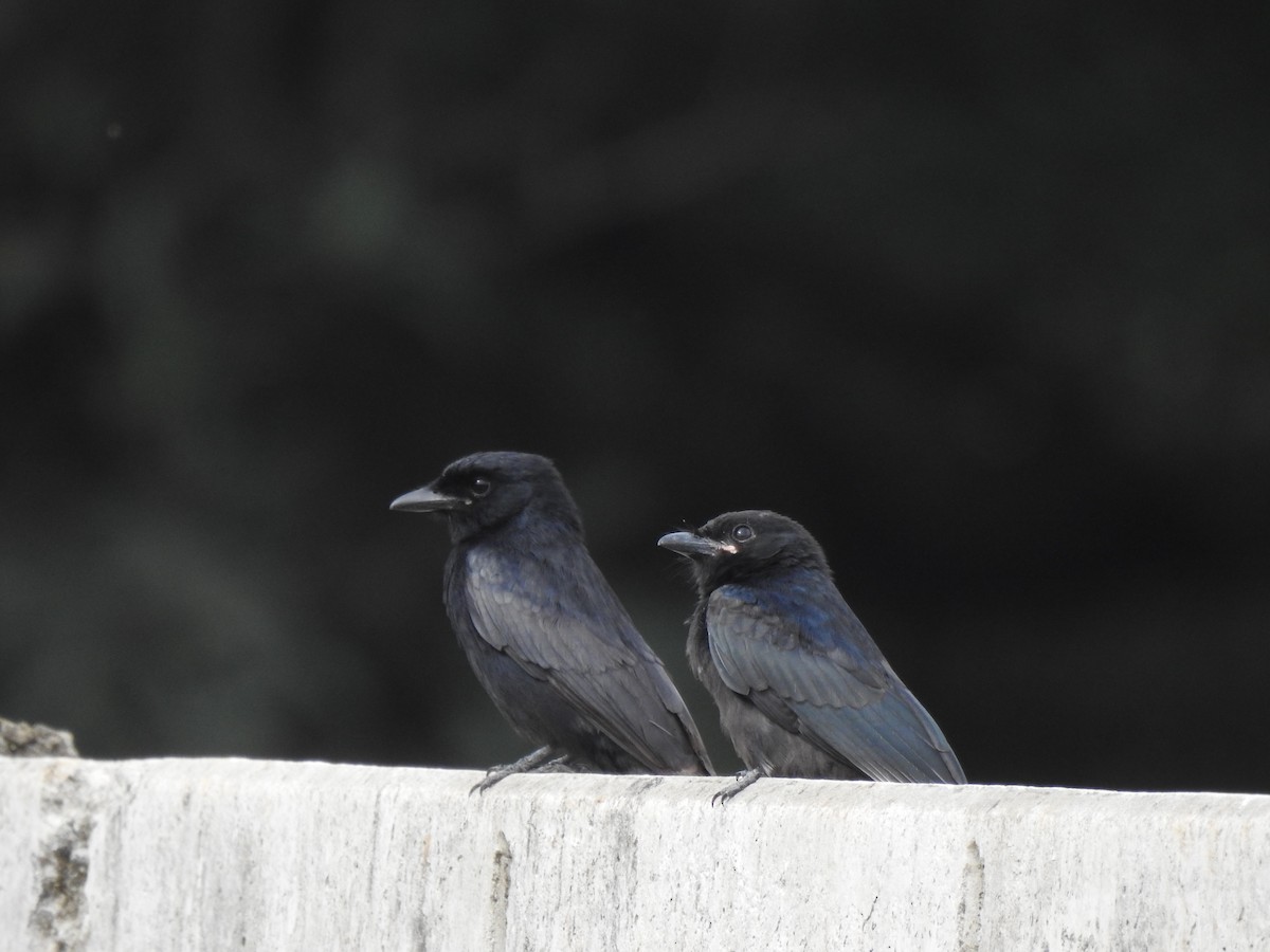 Black Drongo - ML639137139