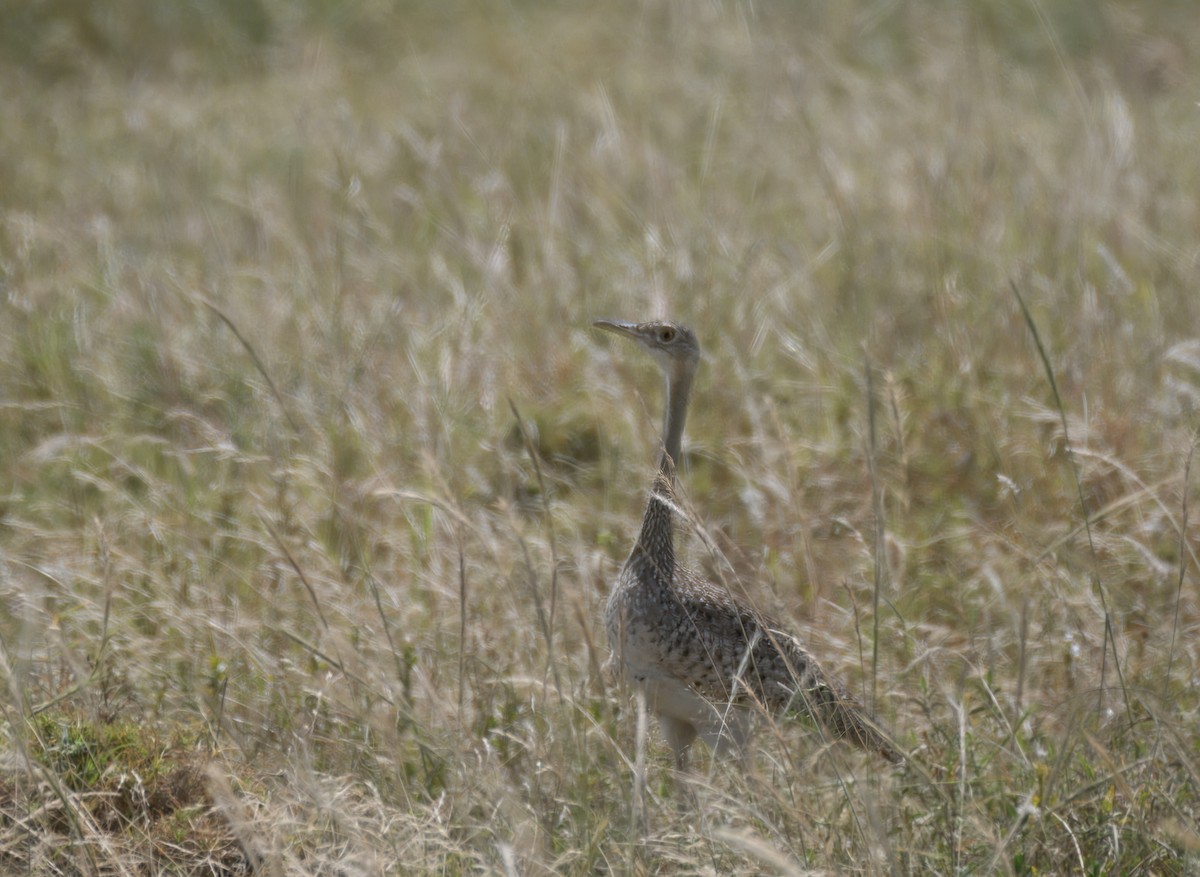 Hartlaub's Bustard - ML639137216