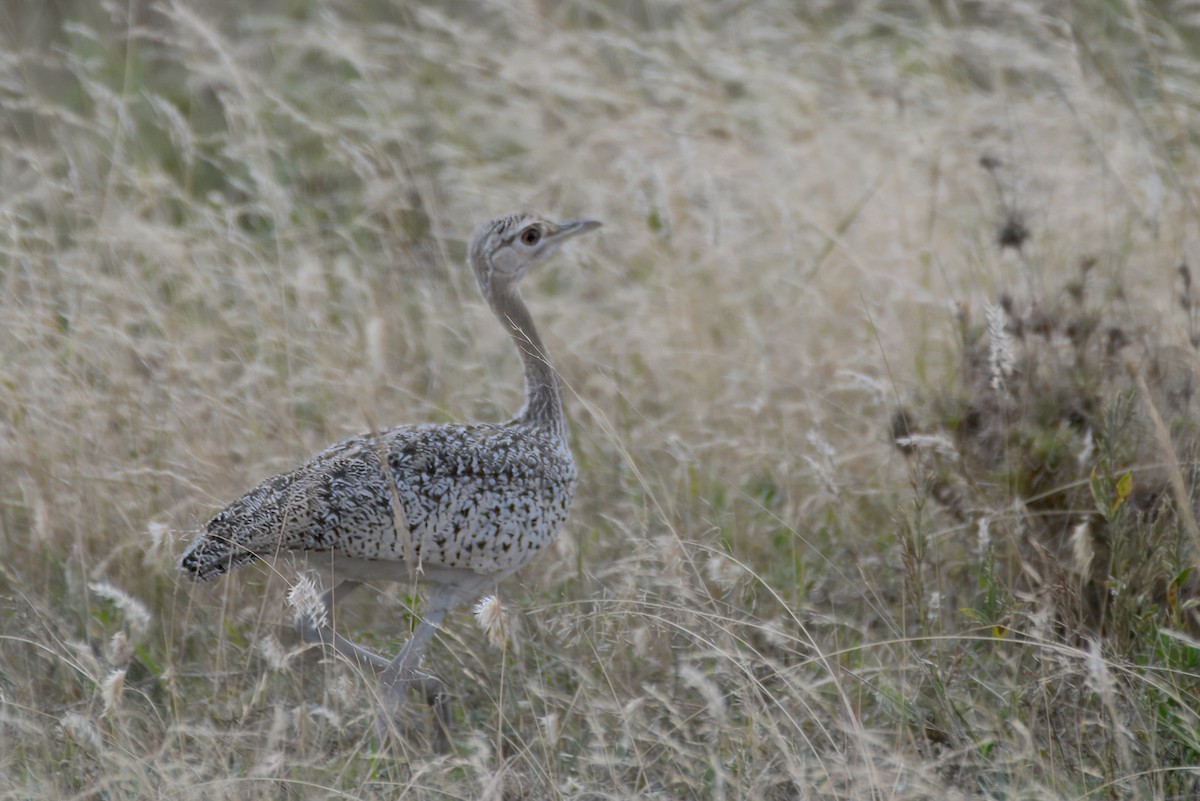 Hartlaub's Bustard - ML639137220