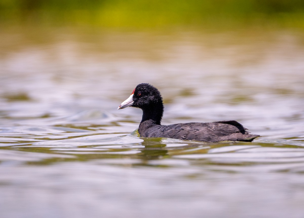 lyska havajská - ML639137226