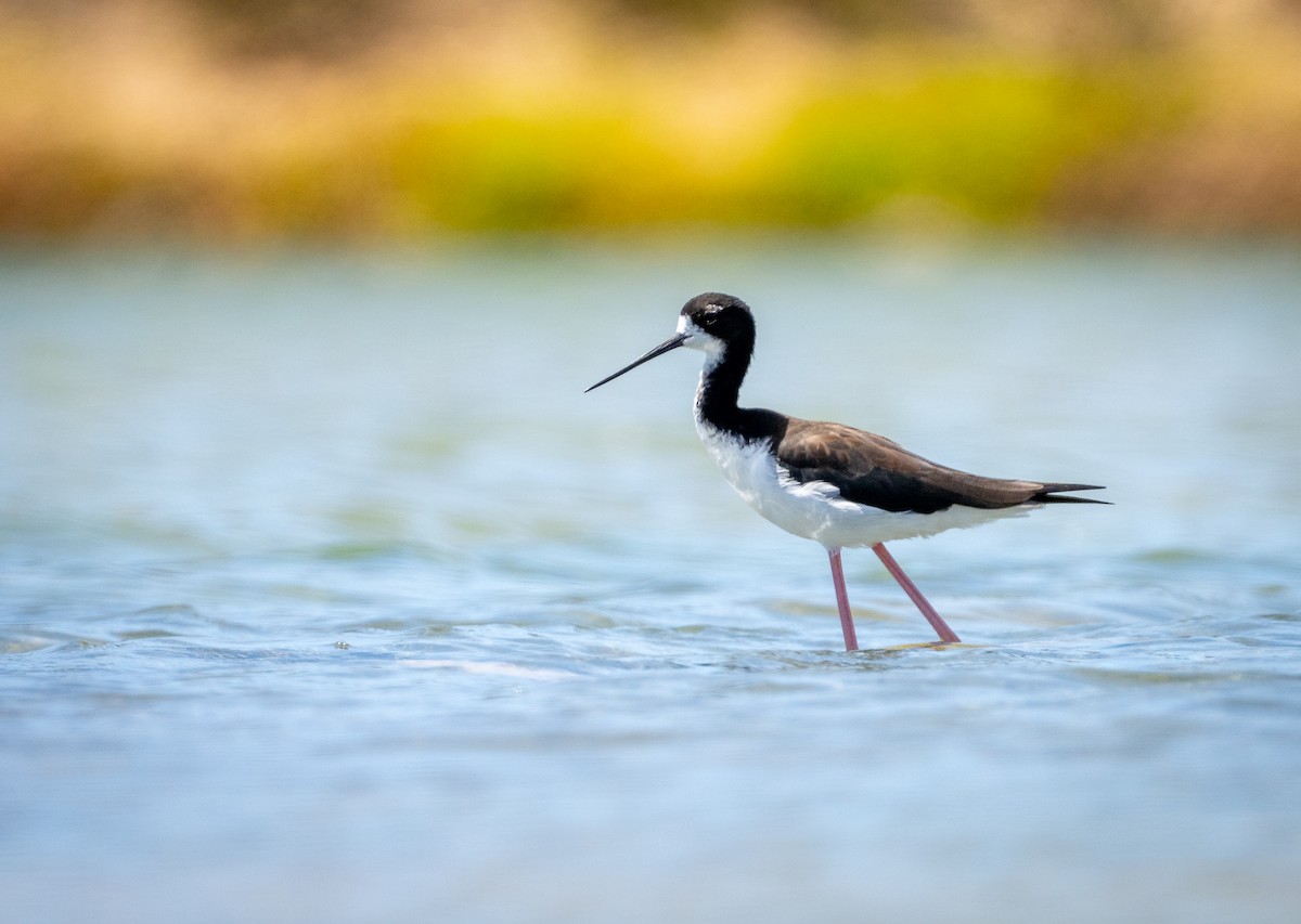 pisila černokrká (ssp. knudseni) - ML639137240