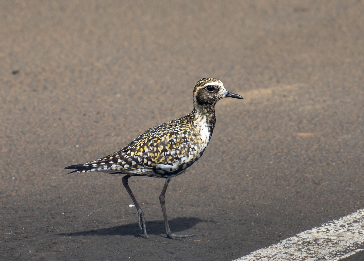 kulík pacifický - ML639137394