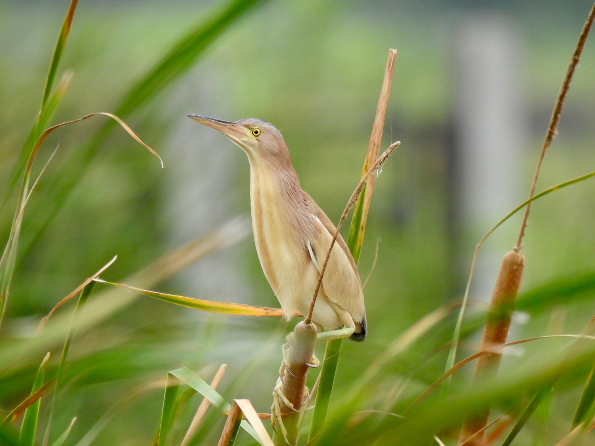 Yellow Bittern - ML639137397