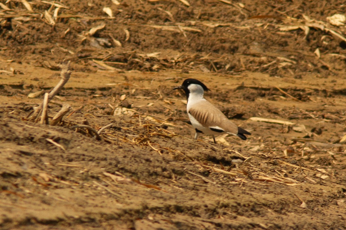River Lapwing - ML639137534
