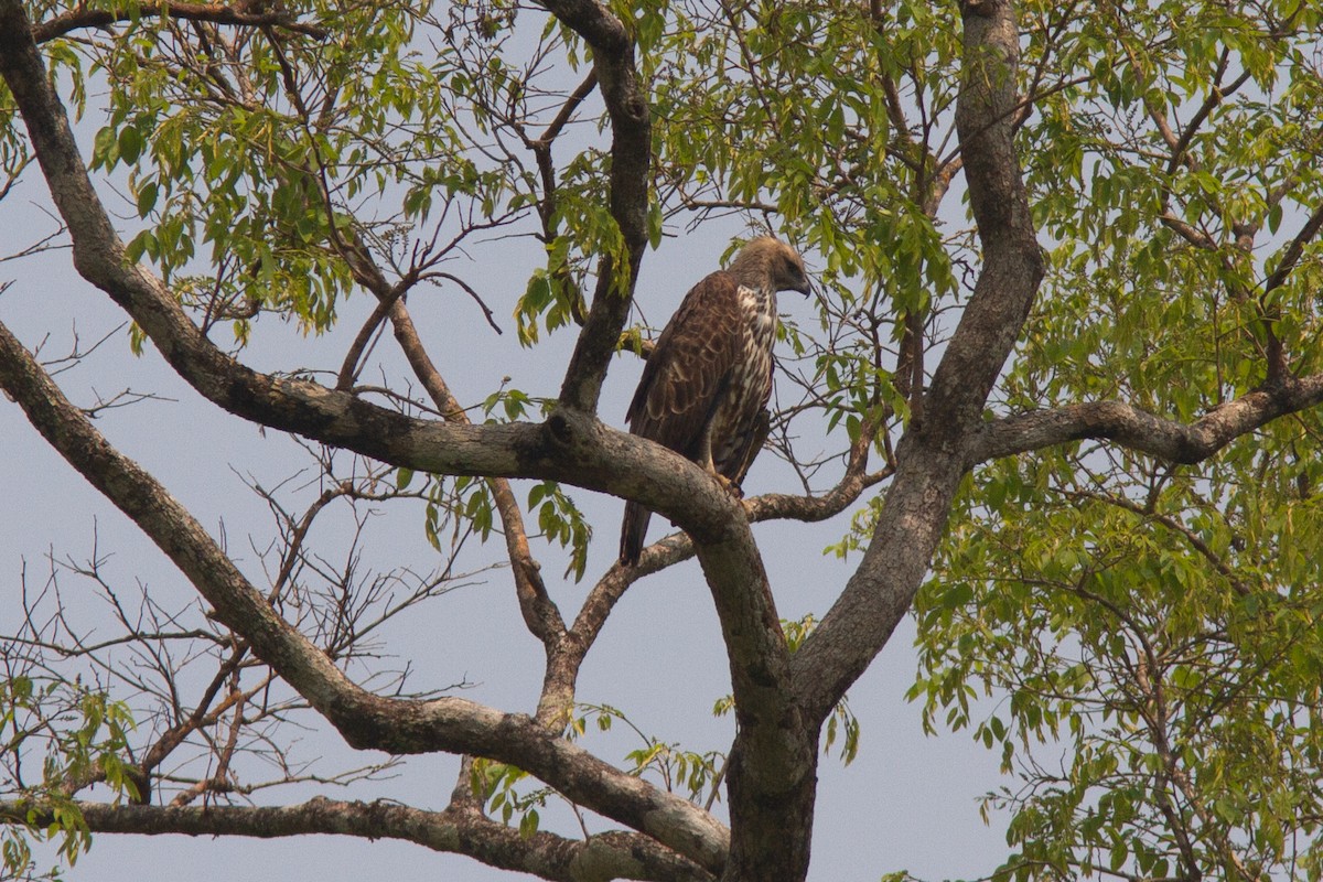 Changeable Hawk-Eagle - ML639137538