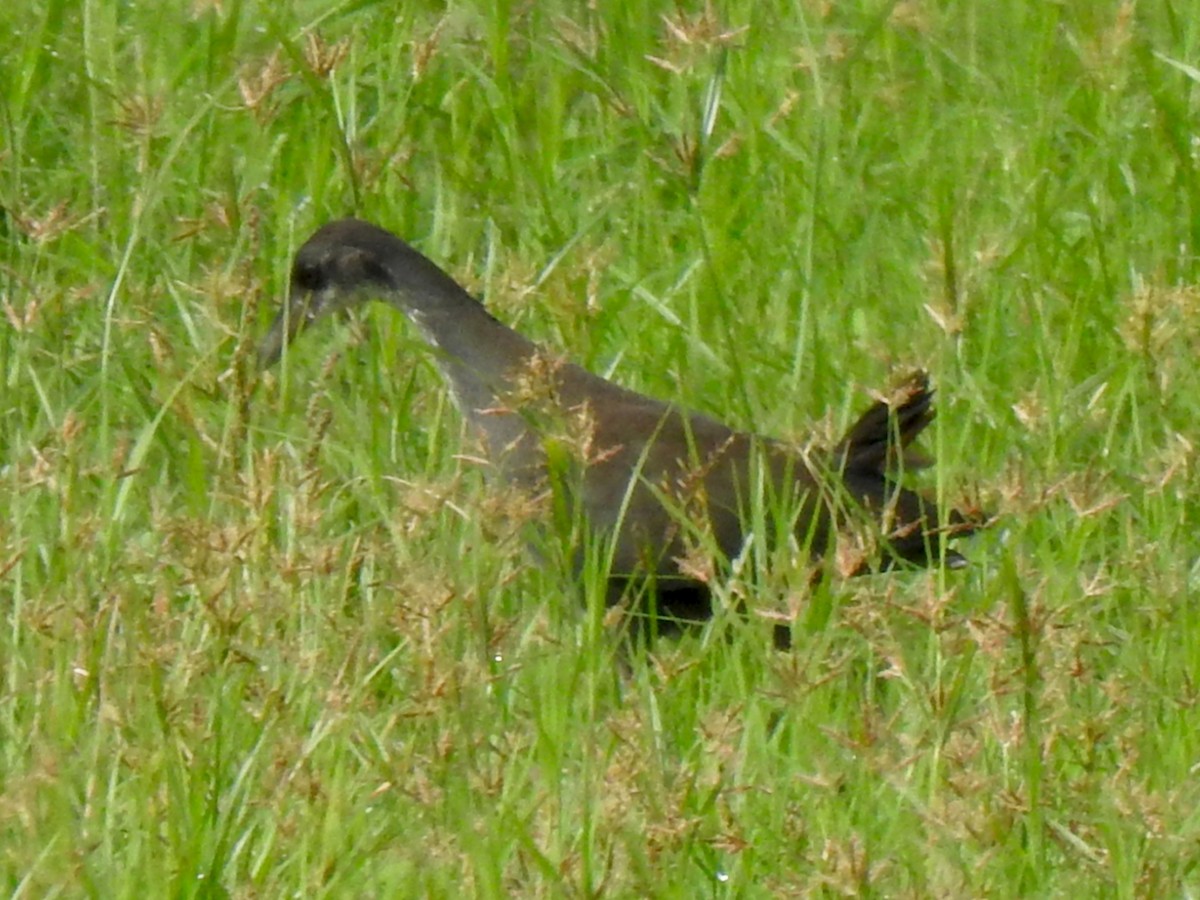 Brown Crake - ML639137593