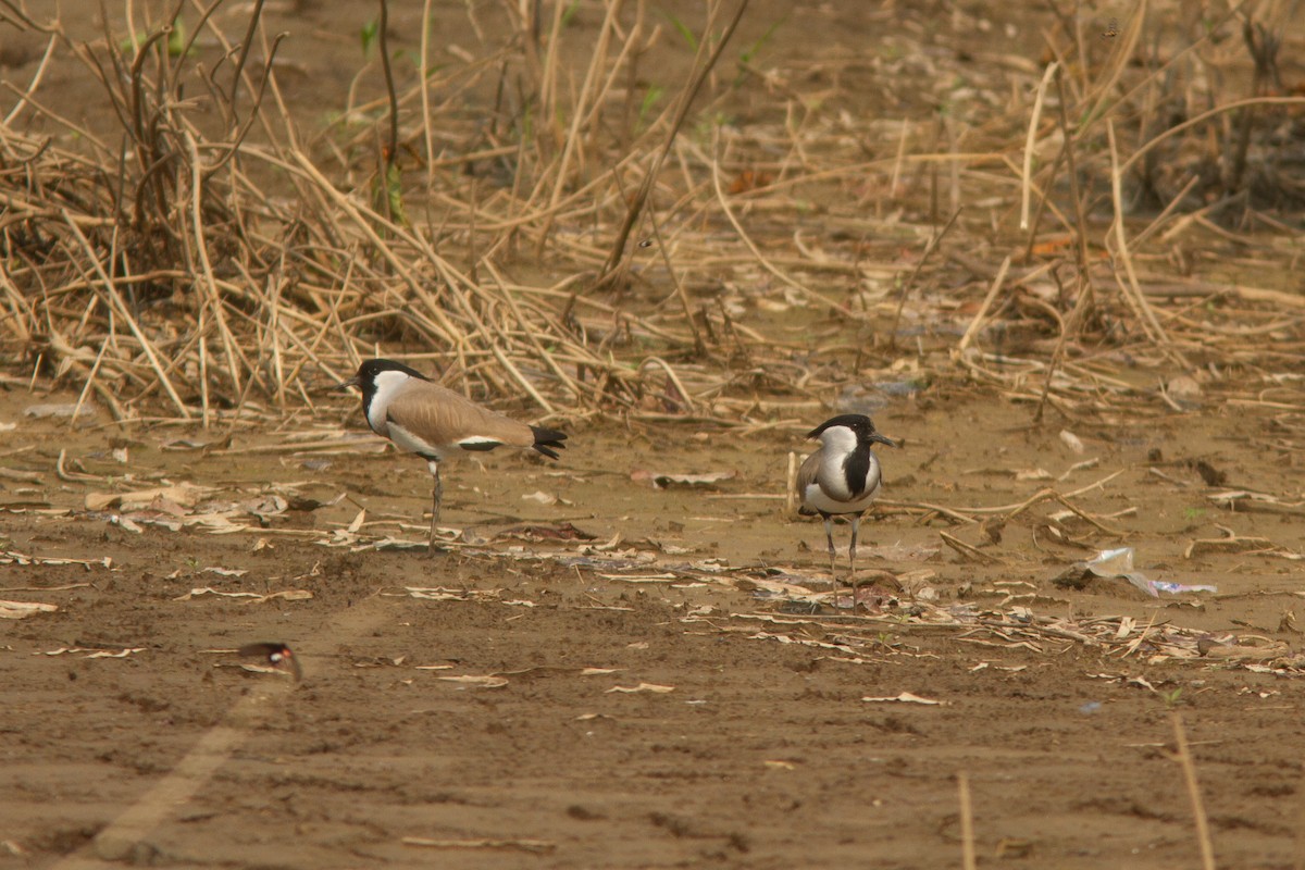 River Lapwing - ML639137672