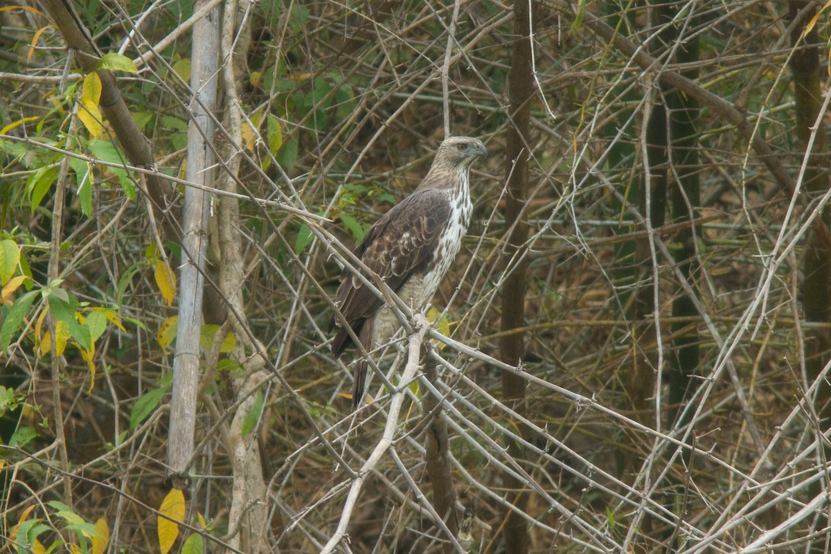 Changeable Hawk-Eagle - ML639137674