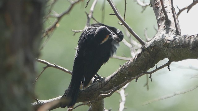 vlhovec červenokřídlý - ML639137704