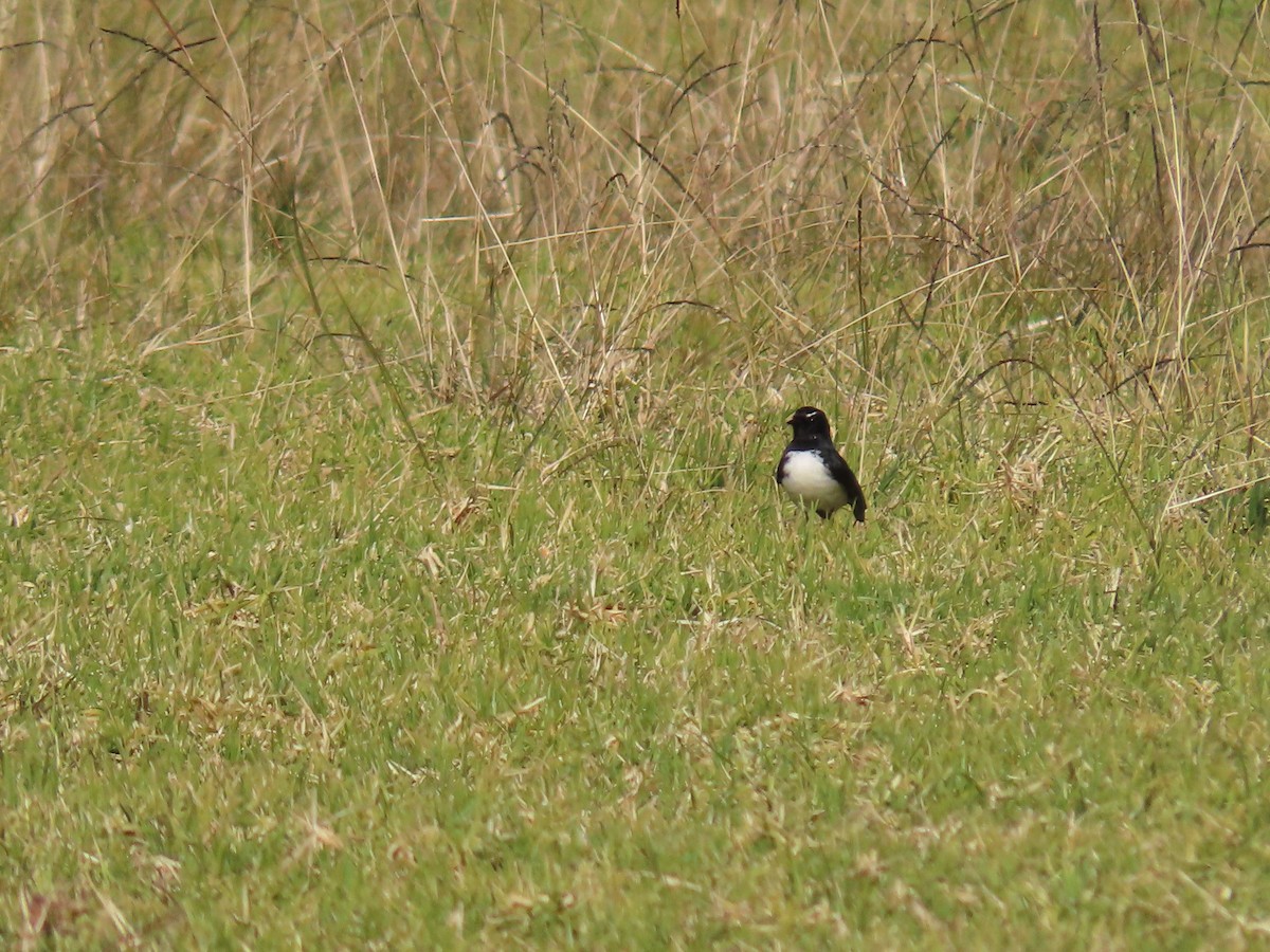 Willie-wagtail - ML639137861