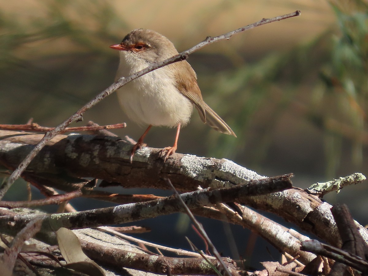 Superb Fairywren - ML639137893