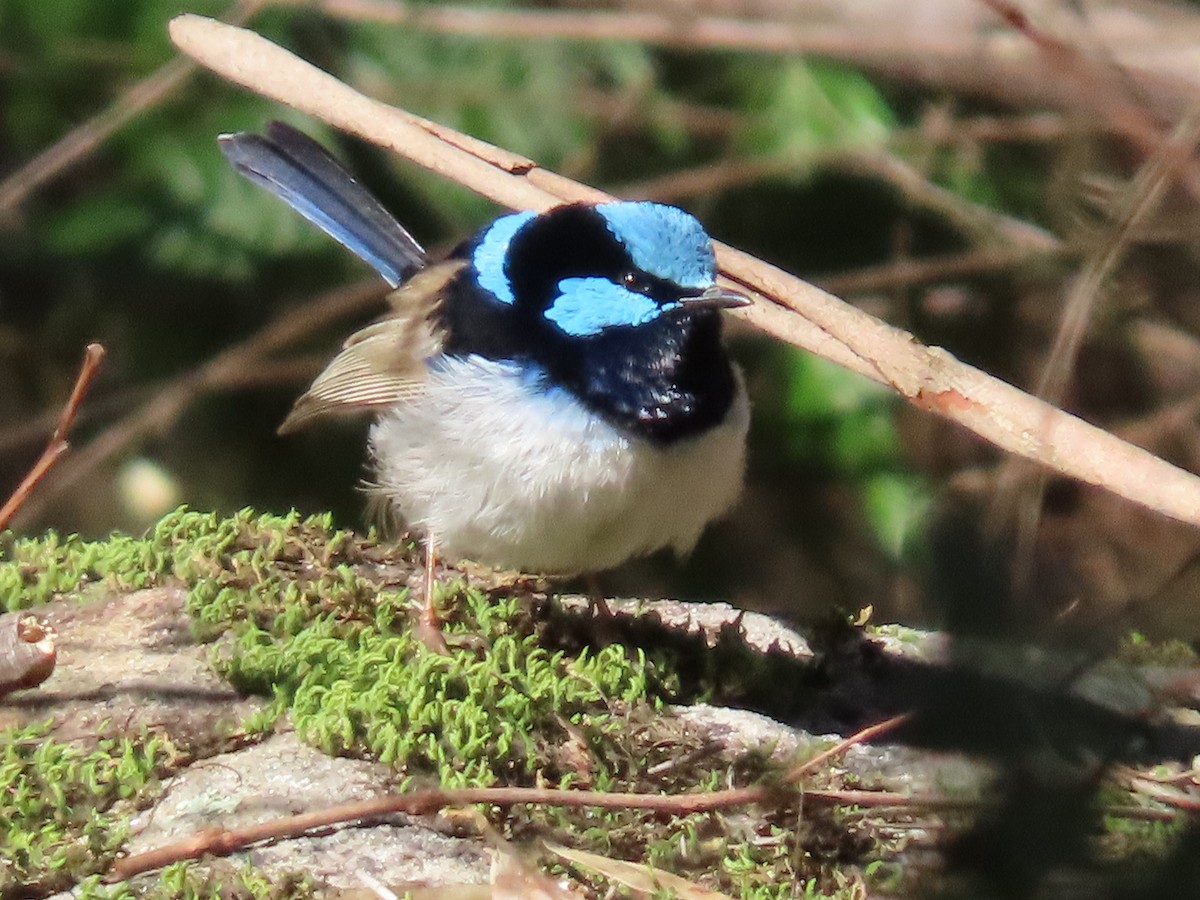 Superb Fairywren - ML639137900