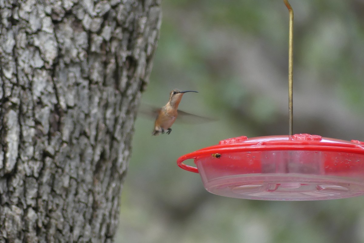 kalypta zelenoboká - ML639137977