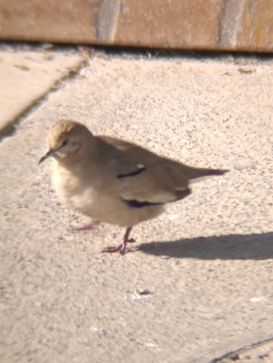 Picui Ground Dove - ML639138039