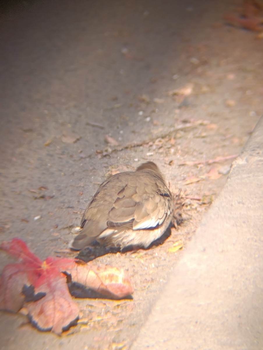 Picui Ground Dove - ML639138040