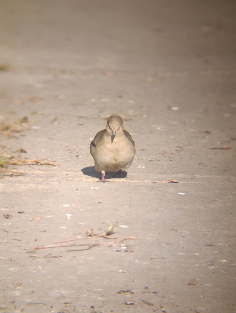 Picui Ground Dove - ML639138041