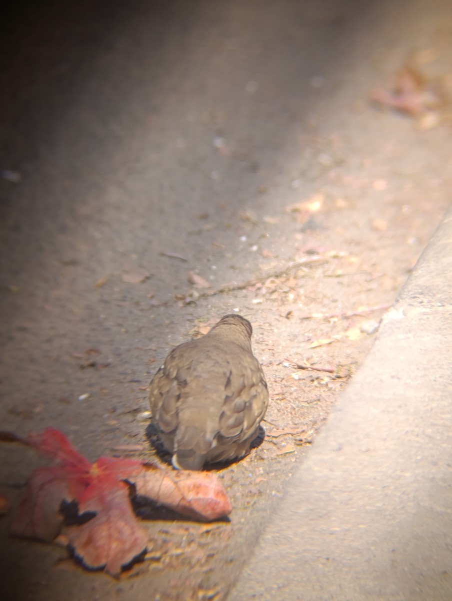 Picui Ground Dove - ML639138042