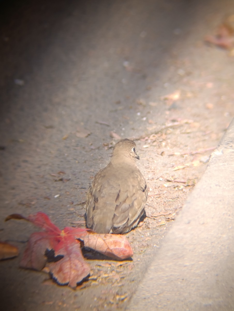 Picui Ground Dove - ML639138043